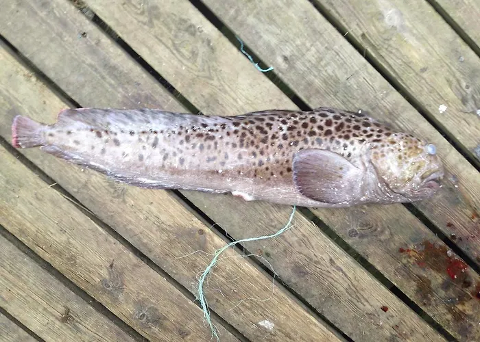 Hotel Repvag * Repvag